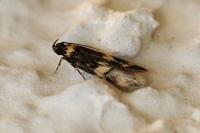Oegoconia
