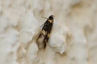 Oegoconia