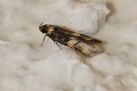 Oegoconia