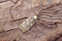 Depressaria radiella
