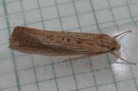 Orthotelia sparganella