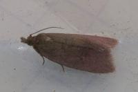 Celypha rosaceana