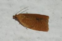 Clepsis consimilana