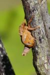 Triodia sylvina