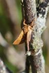 Triodia sylvina