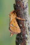 Triodia sylvina