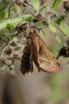 Triodia sylvina