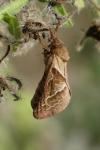 Triodia sylvina