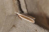 Dichomeris marginella