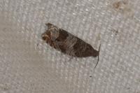 Ancylis achatana