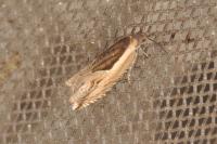 Ancylis apicella