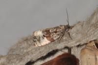 Hedya pruniana