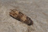 Piniphila bifasciana
