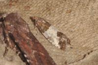 Spilonota ocellana
