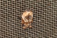 Acleris variegana