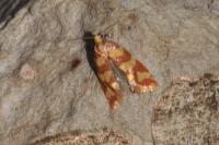Aethes rutilana