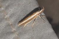 Pleurota aristella