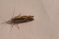 Harpella forficella