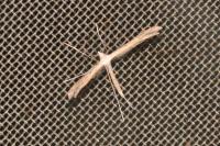 Stenoptilia zophodactyla