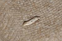 Elachista biatomella