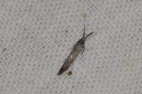 Coleophora mayrella