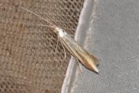 Coleophora conspicuella