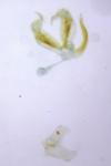 Stenoptilia zophodactyla