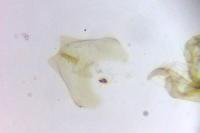 Stenoptilia zophodactyla