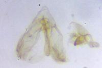Elachista biatomella