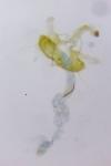 Coleophora mayrella