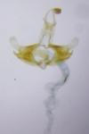 Coleophora conspicuella