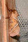 Triodia sylvina