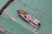 Eucosma gr. cana