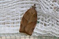 Pandemis heparana