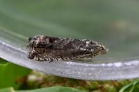 Cydia splendana