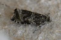 Celypha lacunana