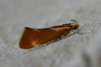 Metalampra italica