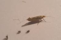 Ypsolopha alpella