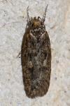 Hofmannophila pseudospretella