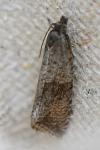 Celypha striana