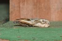 Eucosma gr. cana