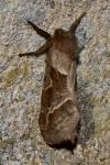 Triodia sylvina