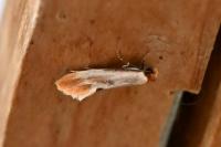 Tinea semifulvella