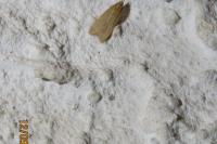 Helcystogramma rufescens