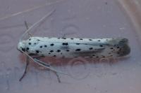 Yponomeuta irrorella