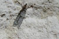 Diurnea fagella