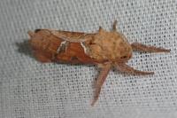 Triodia sylvina