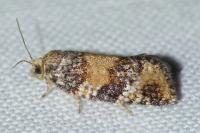 Ptycholomoides aeriferanus