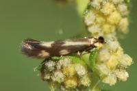 Bucculatrix nigricomella