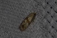 Phalonidia contractana